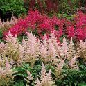 Astilbe x arendsii 'Elizabeth Bloom'